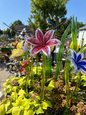GLASS LILY