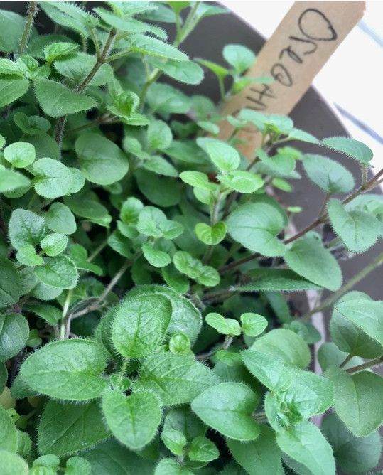 GROW KIT - PIZZA