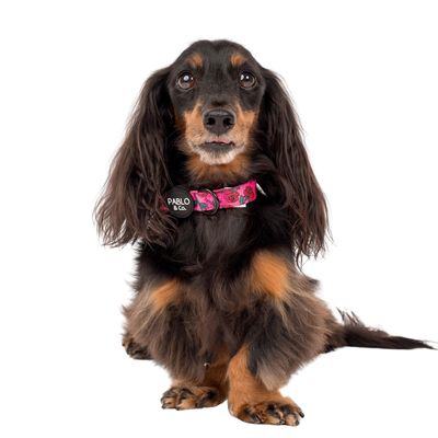 ROSIE DOG COLLAR