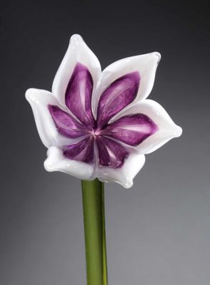 TULIP FLOWER WHITE/PURPLE