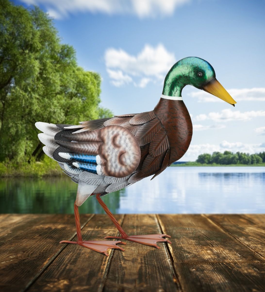 MALLARD - WALKING