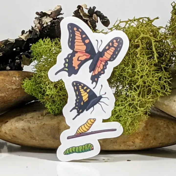 METAMORPHOSIS BUTTERFLY STICKER