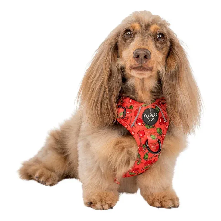 NO PULL ADVENTURE PET HARNESS - CHERRY