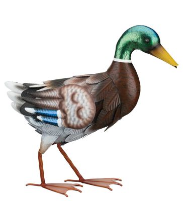 MALLARD - WALKING