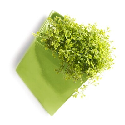 SLAB WALL PLANTER