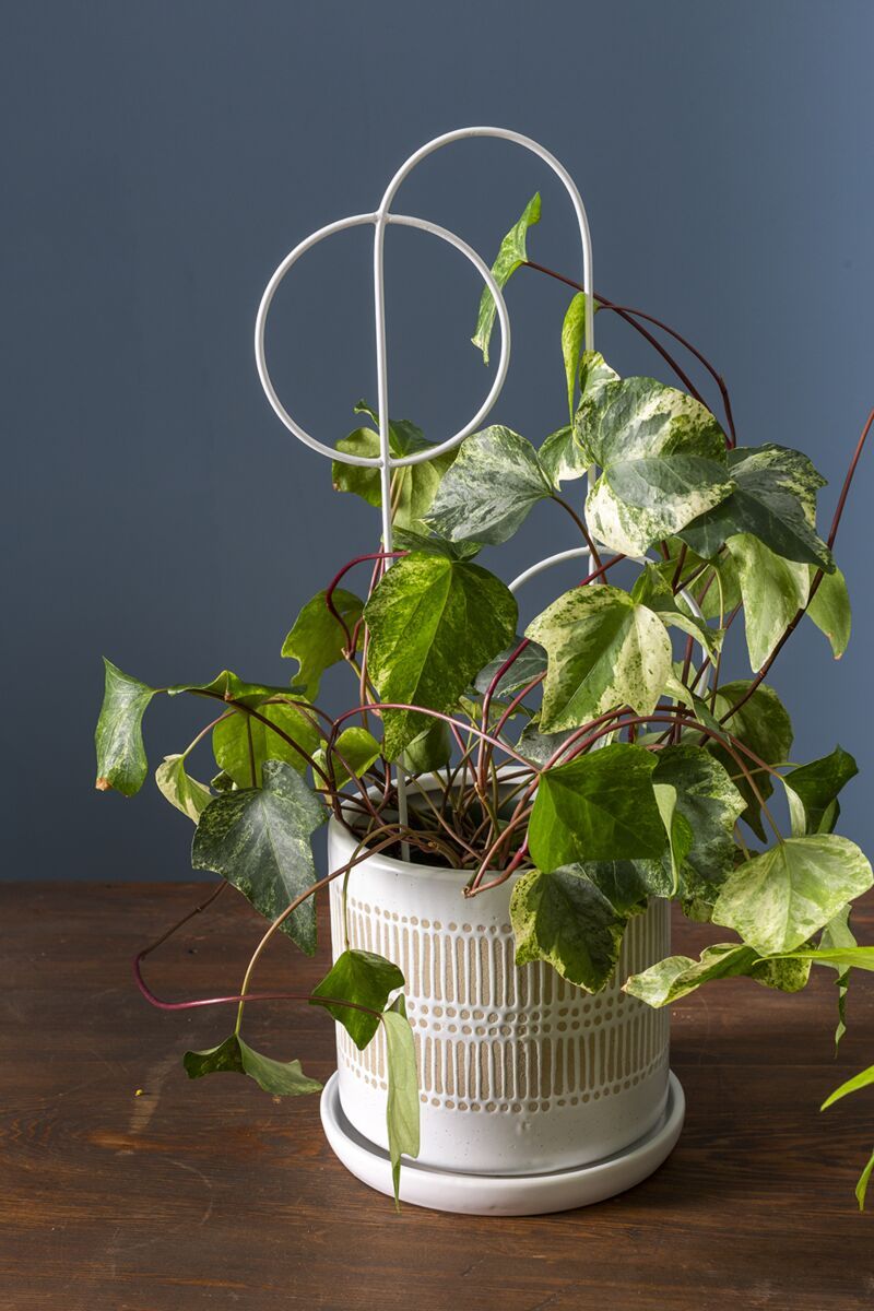 CONCENTRIC PLANT STICK