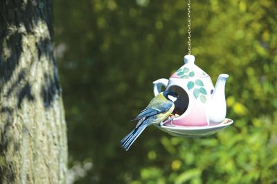Pink and white porcelain teapot bird feeder hanging from a tree with a bluebird perched on the spout.