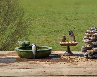 A sage green ceramic bird bath bowl sitting on a decorative stone pedestal in a garden.