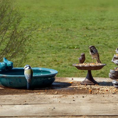 Petrol blue bird bath bowl shown outdoors on a stone surface with garden greenery in the background.