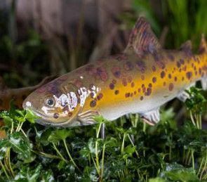 GARDEN FISH BROWN TROUT STAKE