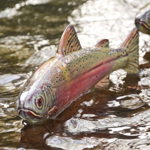 GARDEN FISH RAINBOW TROUT STAKE