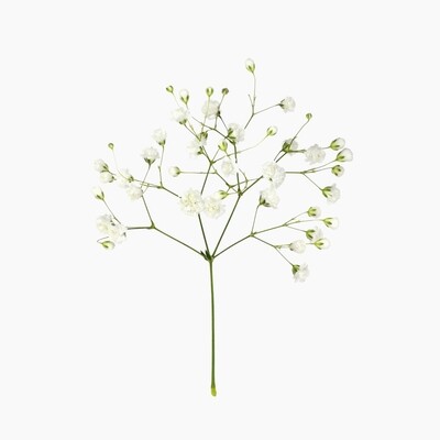 Gypsophila