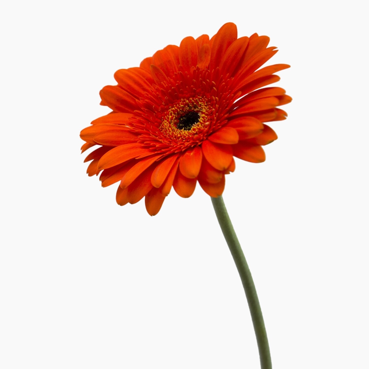 Gerbera