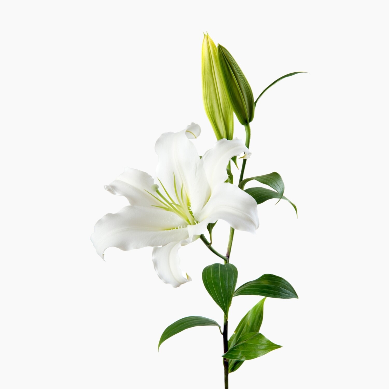 Lily