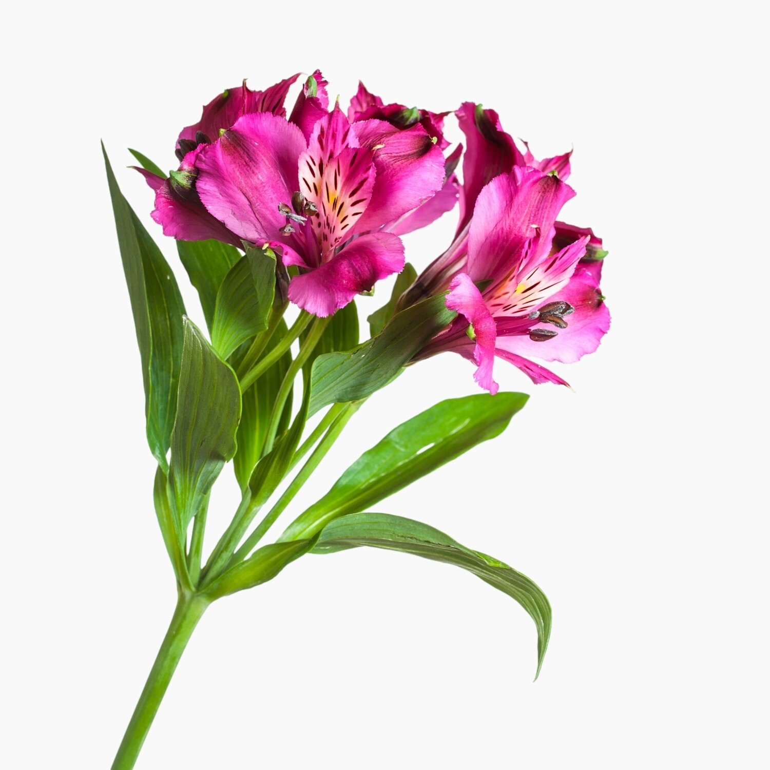 Alstroemeria