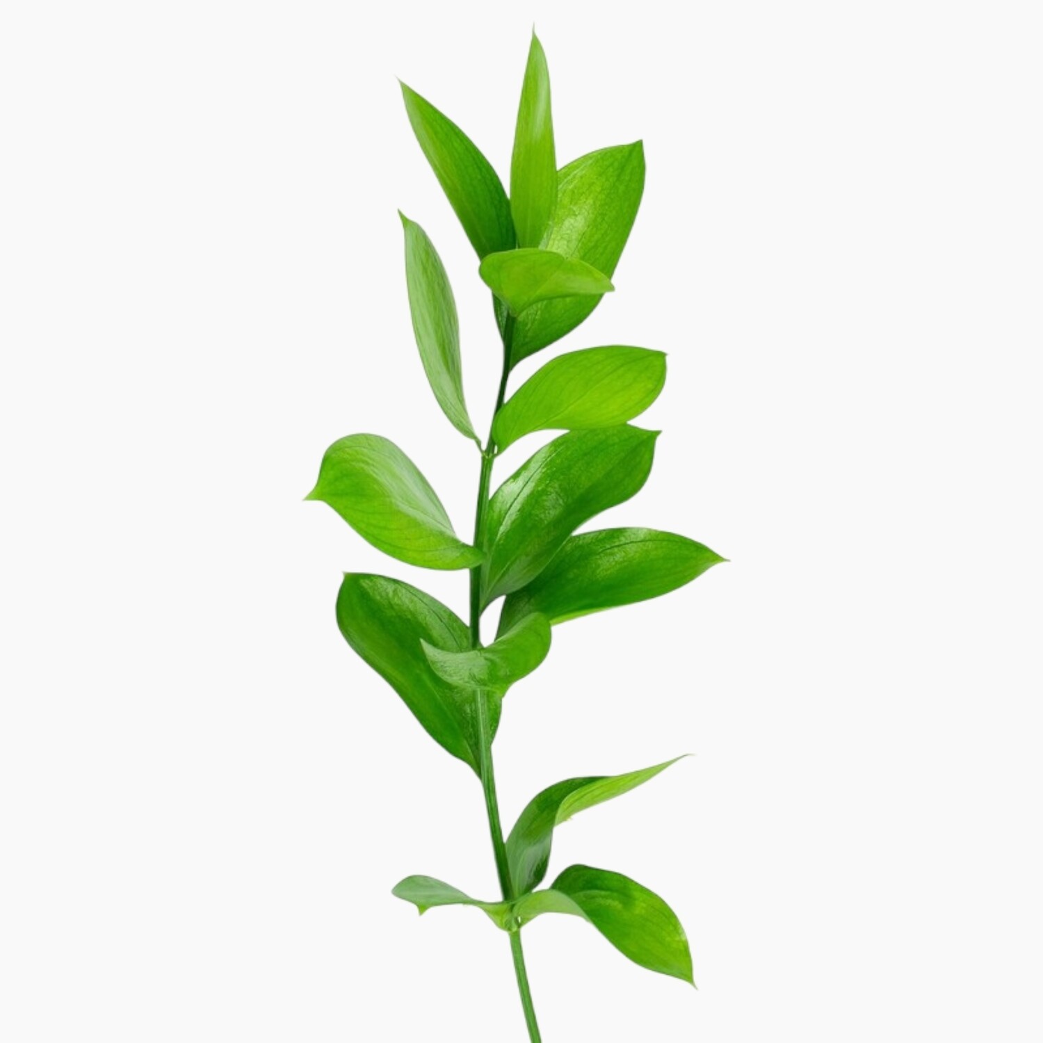 Ruscus