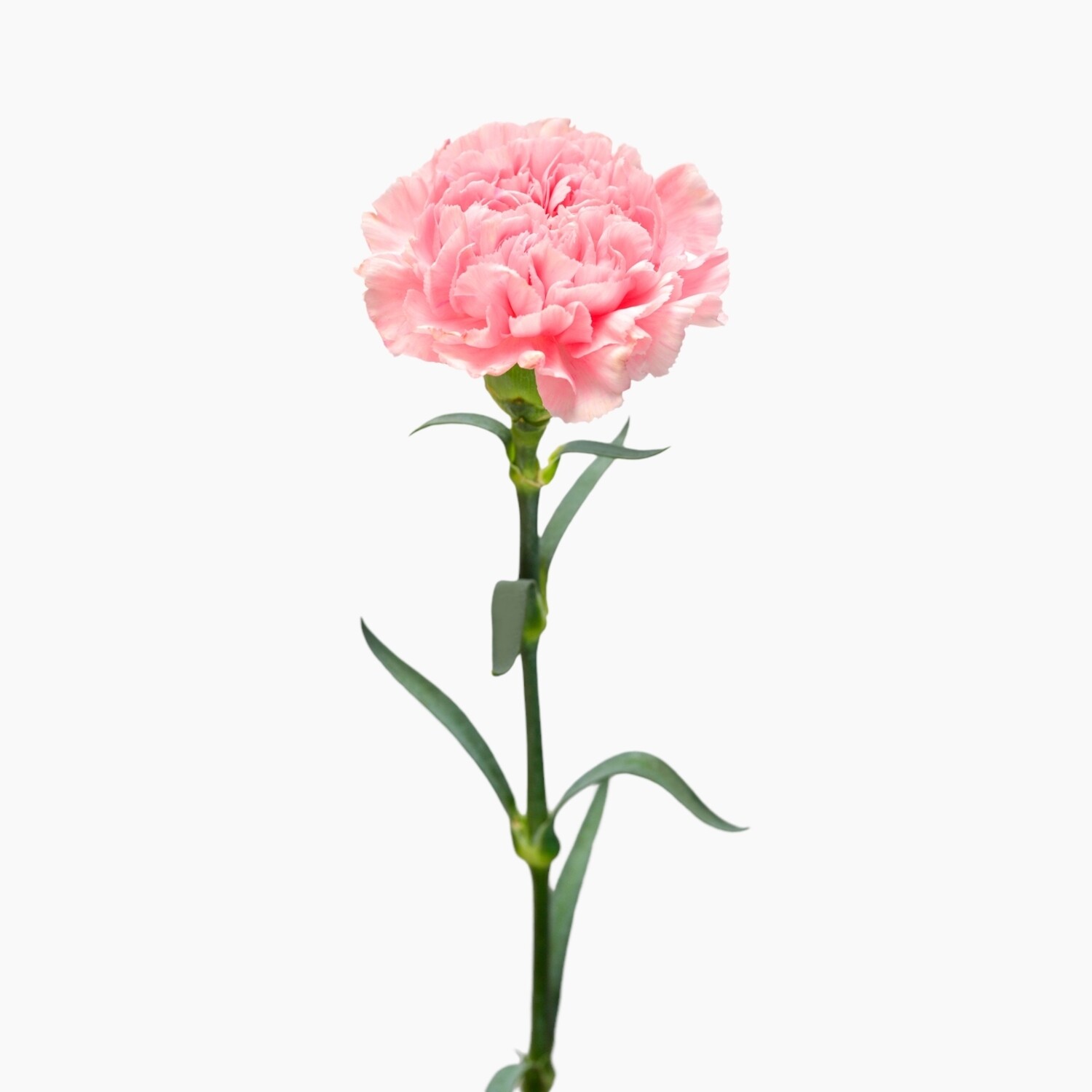 Carnation