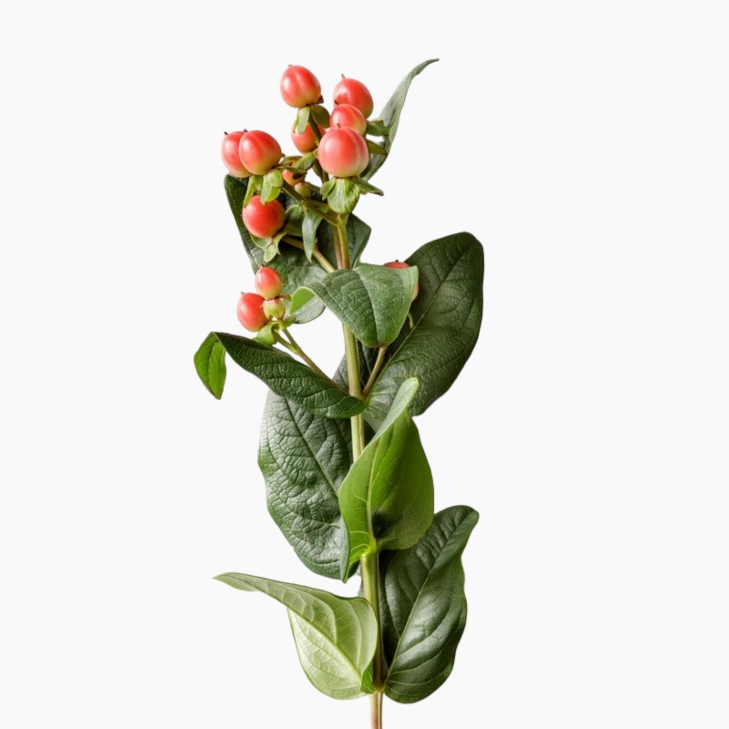 Hypericum