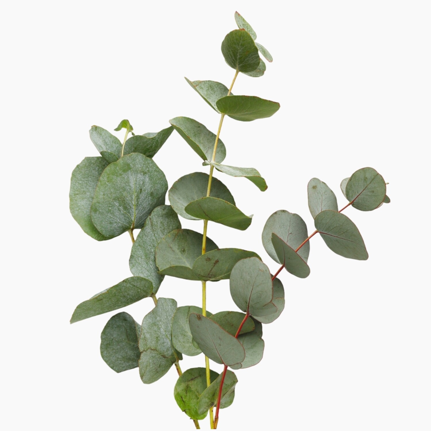 Eucalyptus