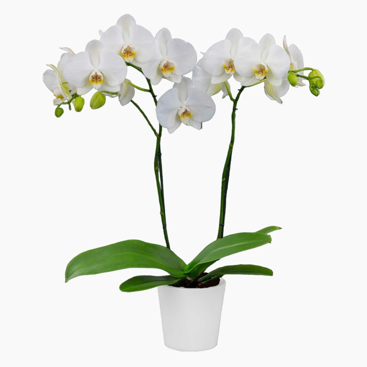 Orquídea Phalaenopsis #2