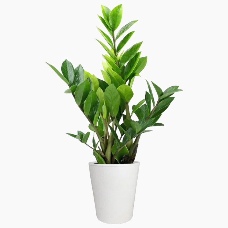 Potted ZZ Houseplant in Natural Wood