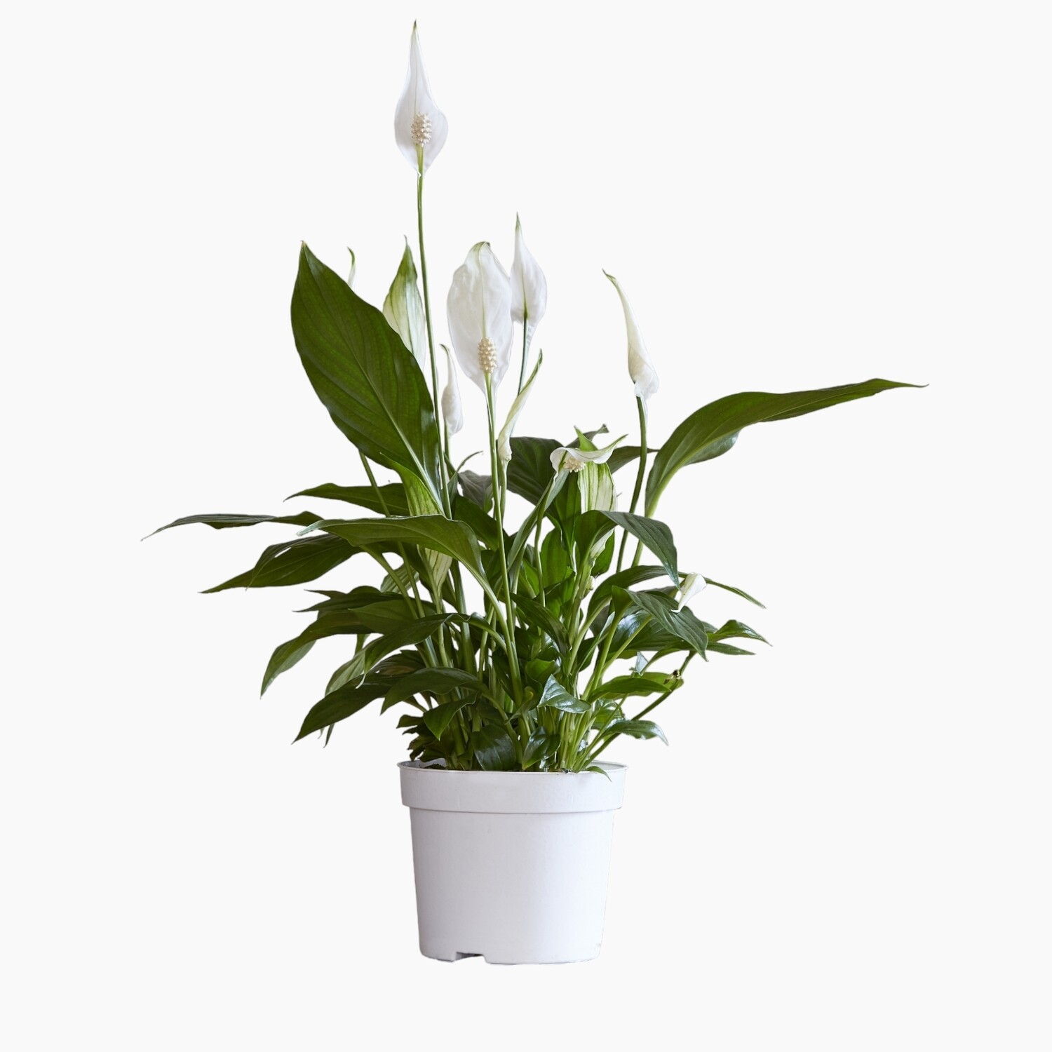 Elegant Peace Lily Plant