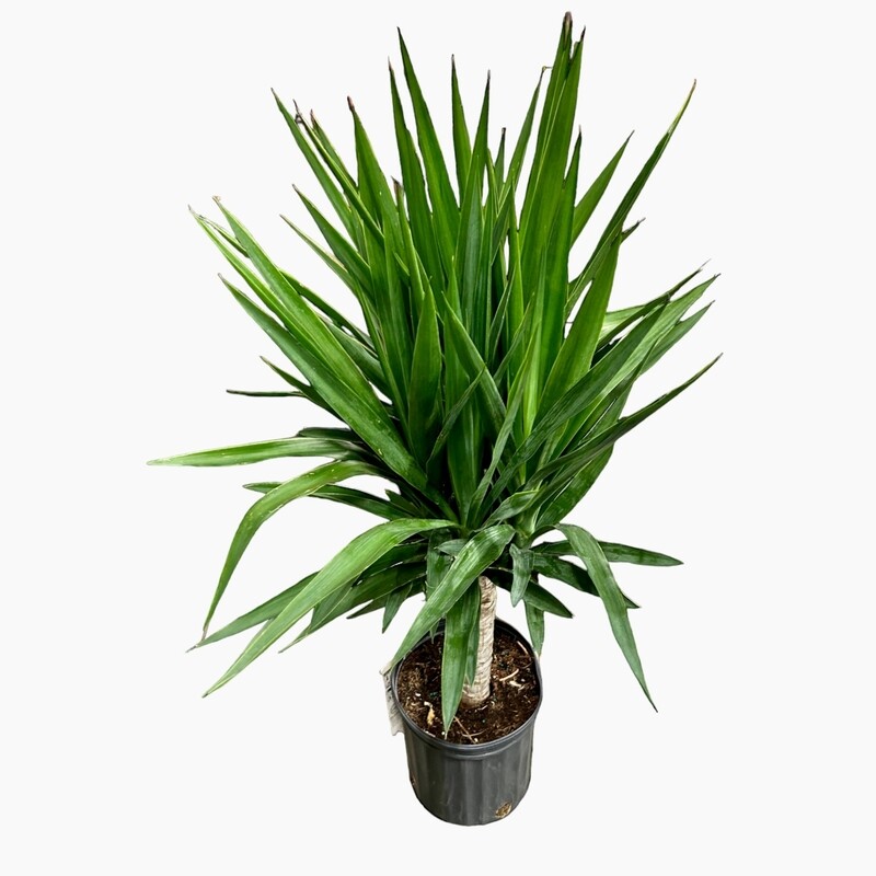 Yucca elephantipes