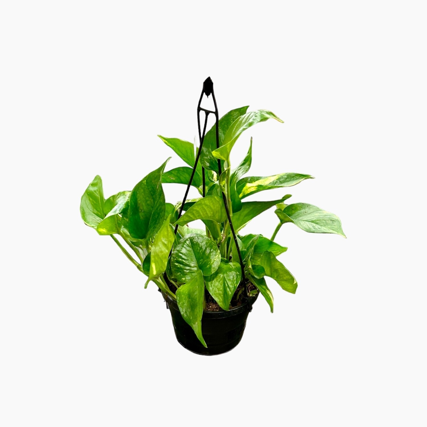 Epipremnum aureum Devil&#39;s Ivy
