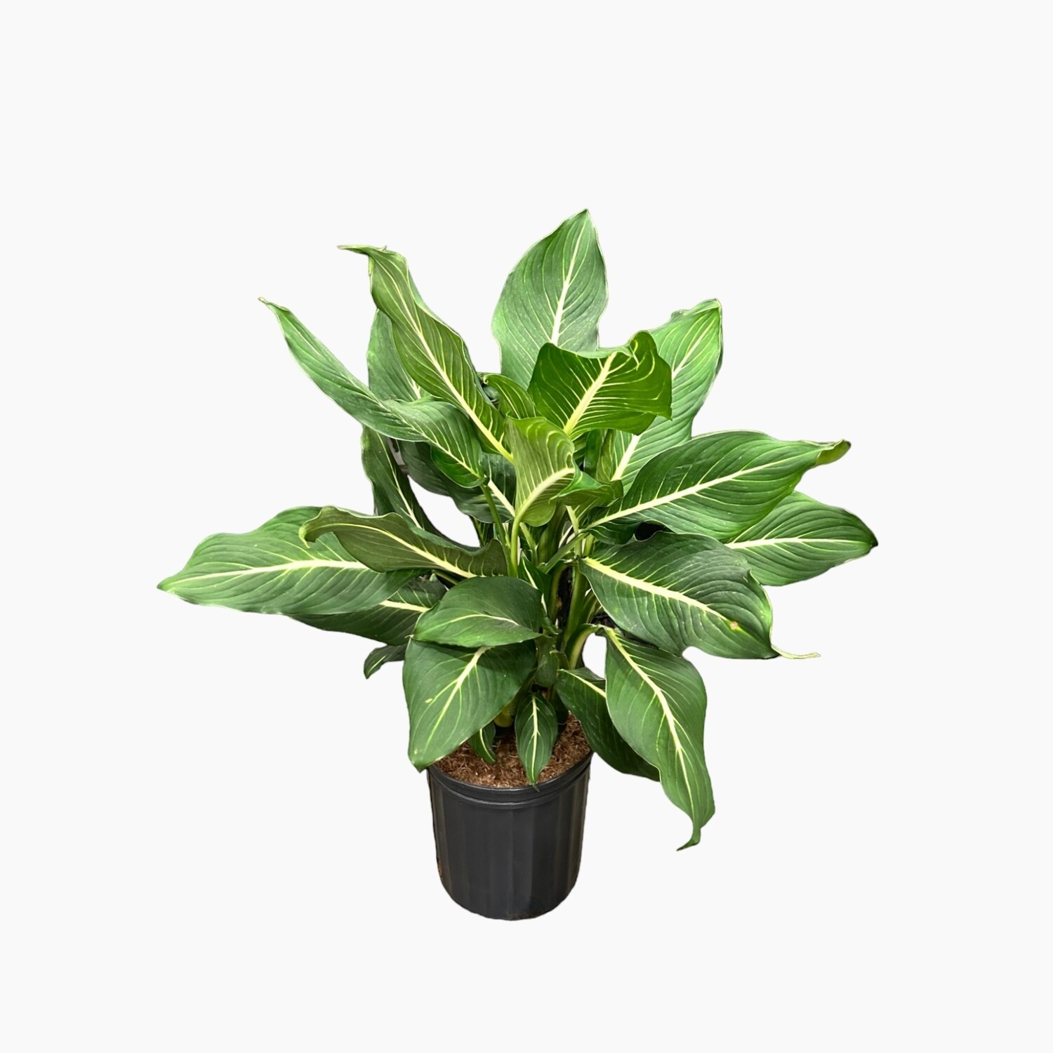 Dieffenbachia