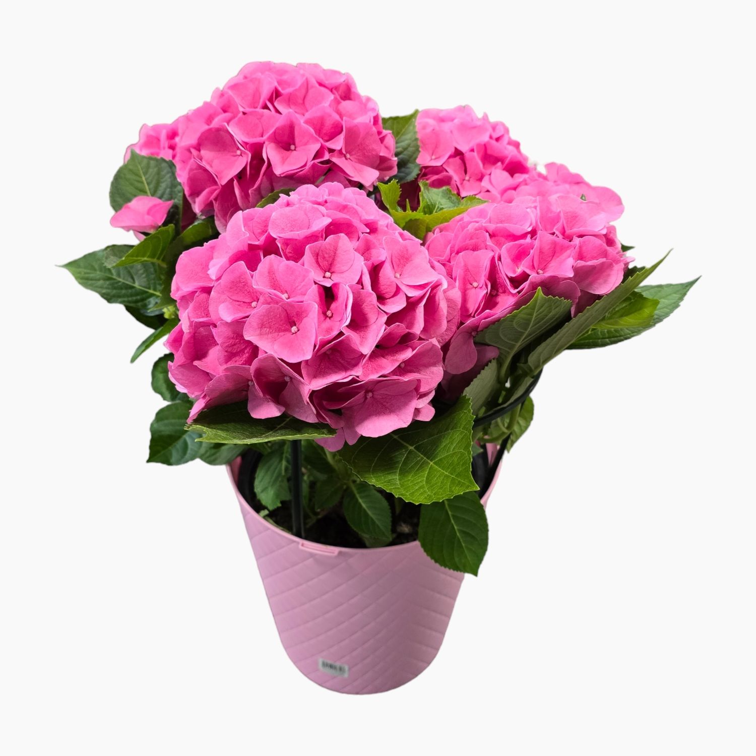 Hydrangea planter 9in