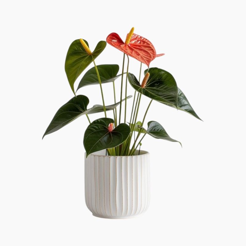 Plant Subscription
