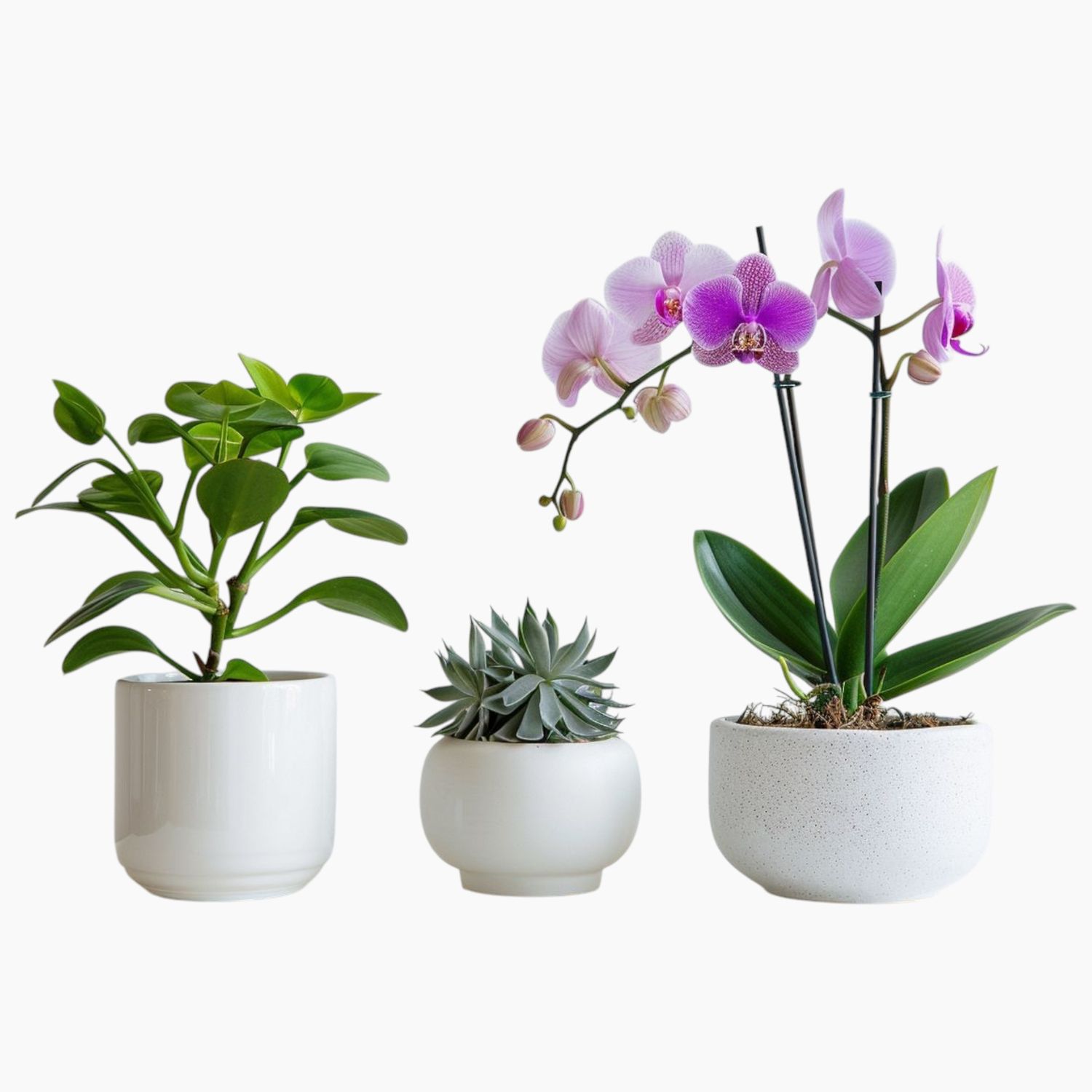 Plant Subscription