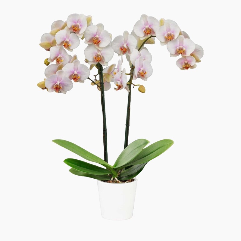 Orquídea Phalaenopsis