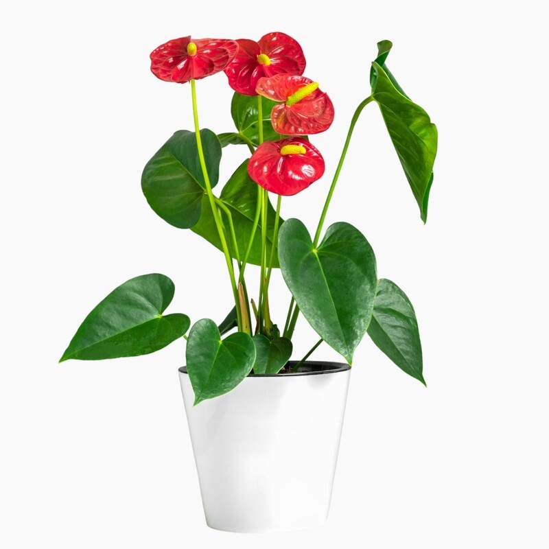 Anthurium rojo vibrante