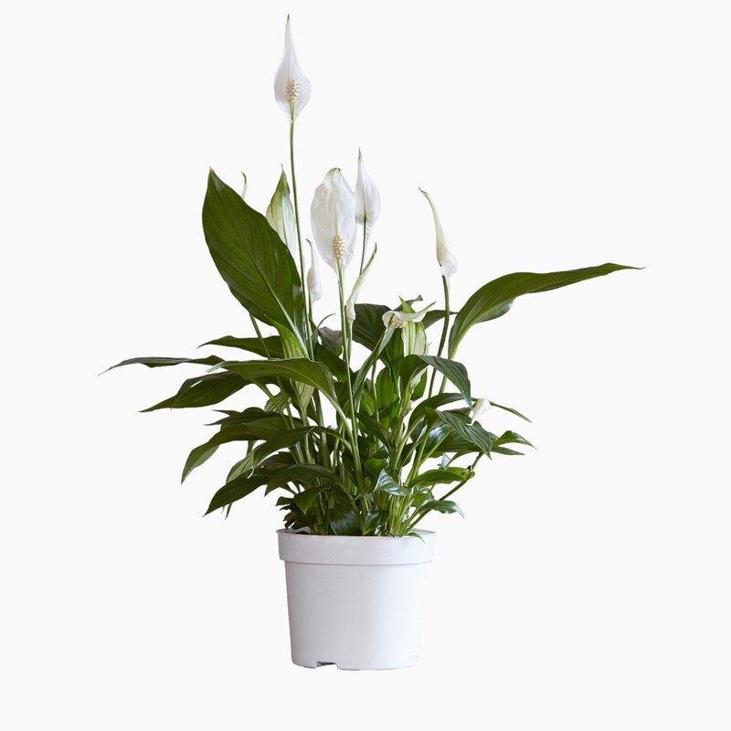 Elegante planta de lirio de la paz