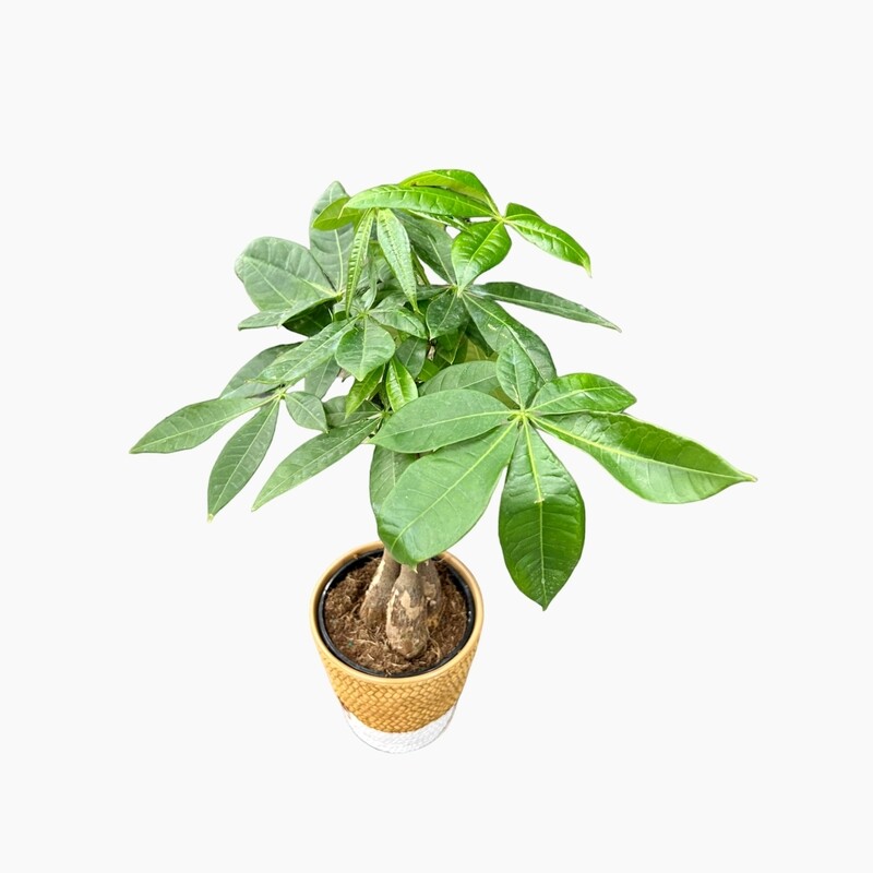 Árbol del dinero, pachira acuática