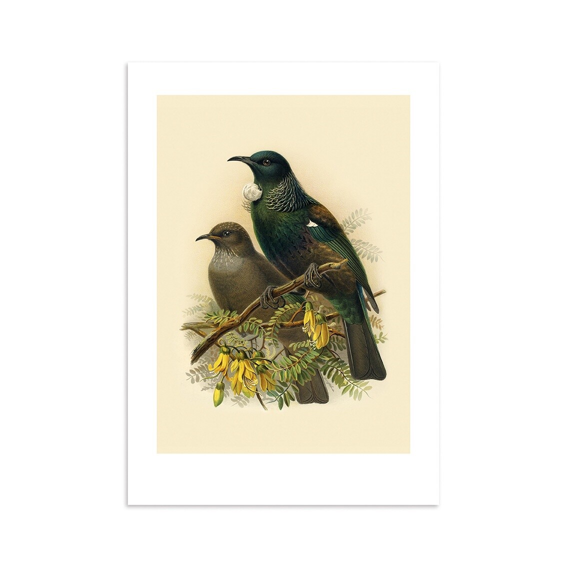 A4 Art Print-Buller's tūī