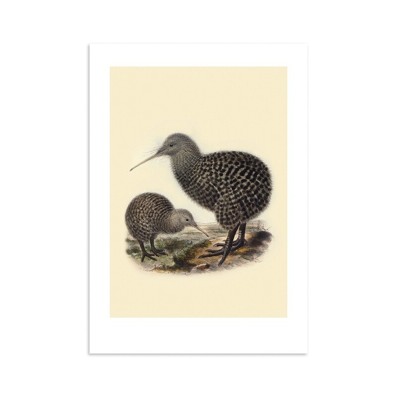 A4 Art Print-Buller's kiwi