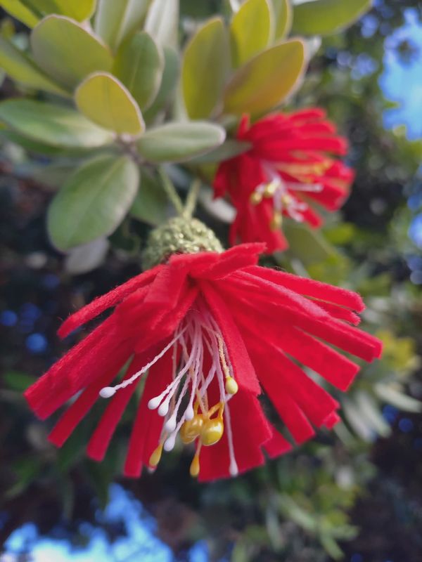 NZ Made- Felt Pōhutukawa Decoration