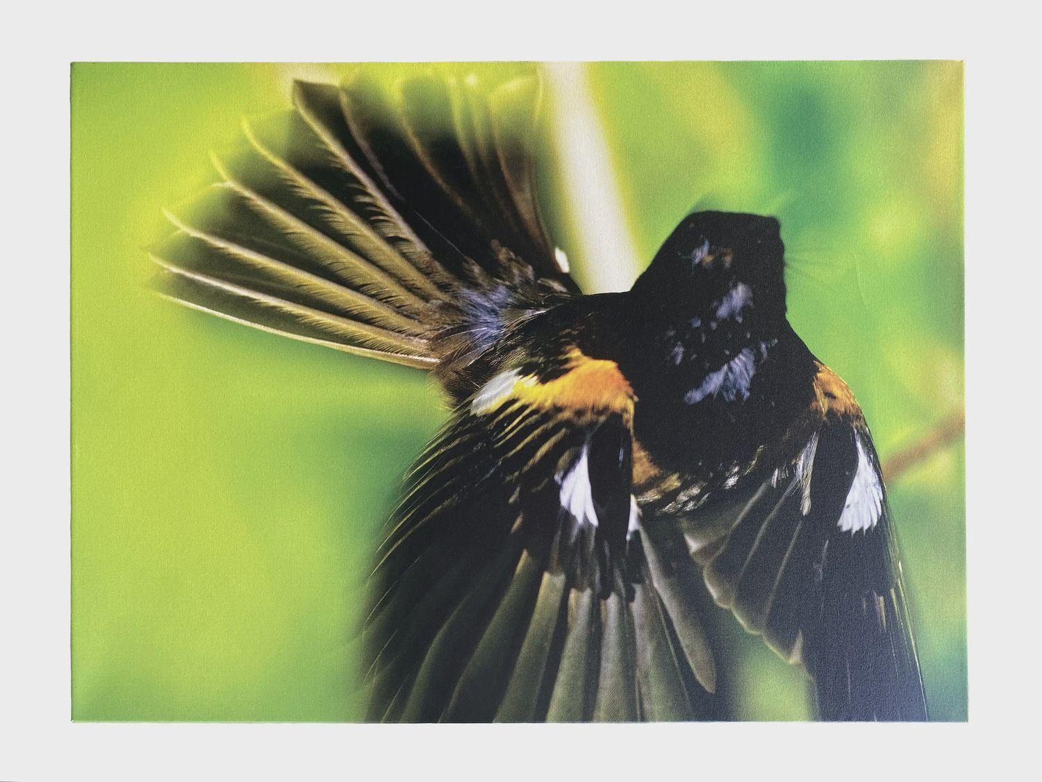 Hihi Canvas - Brent Stephenson