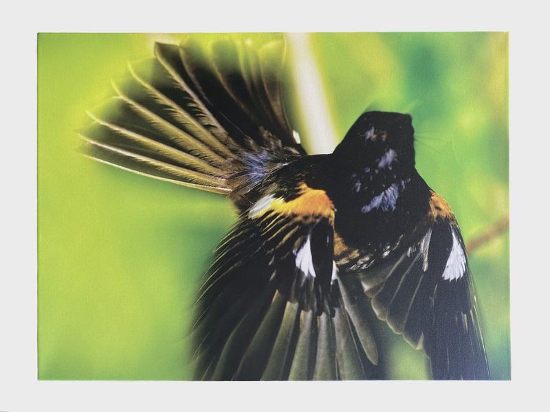 Hihi Canvas - Brent Stephenson