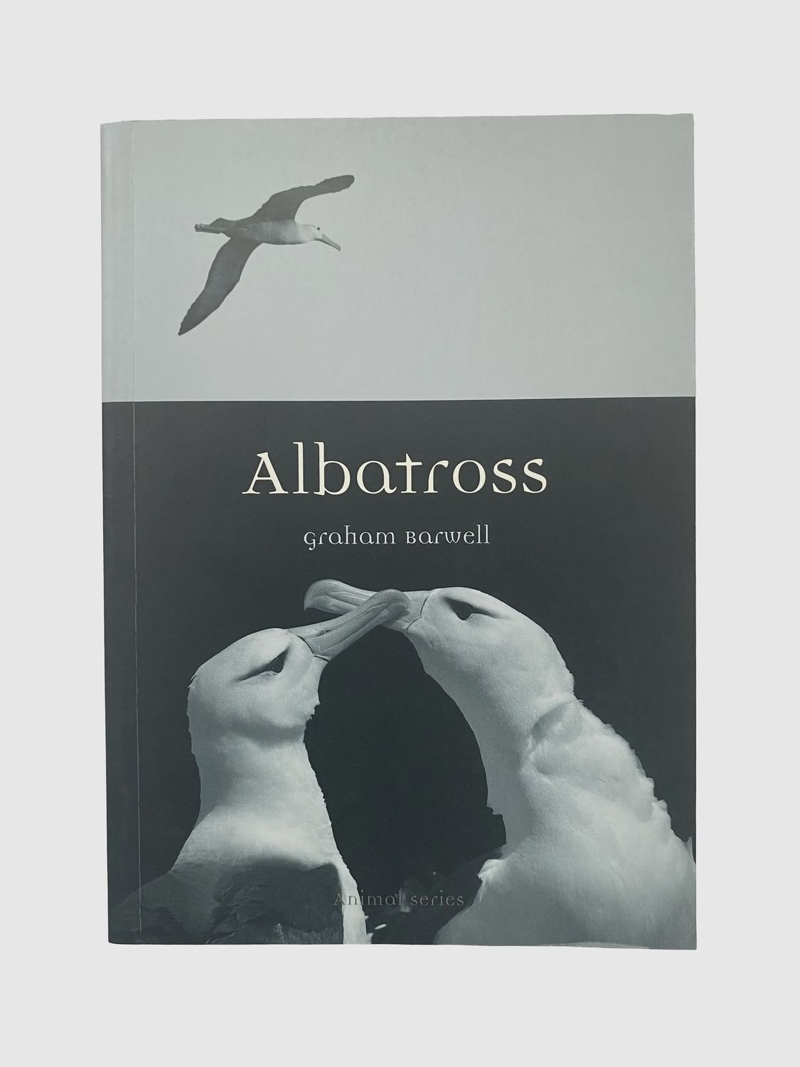 Albatross Albatross