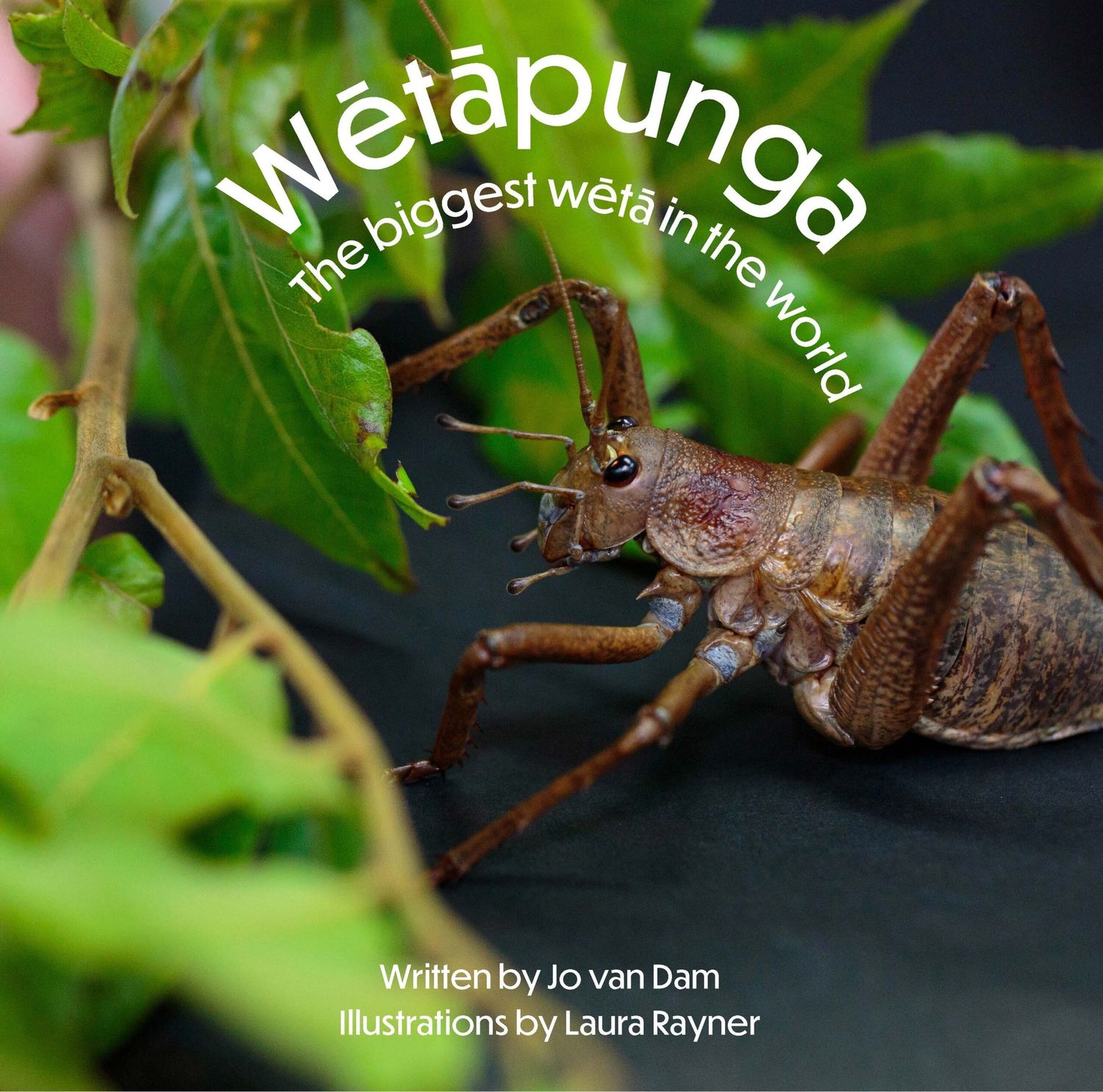 Wētāpunga - The biggest wētā in the world
