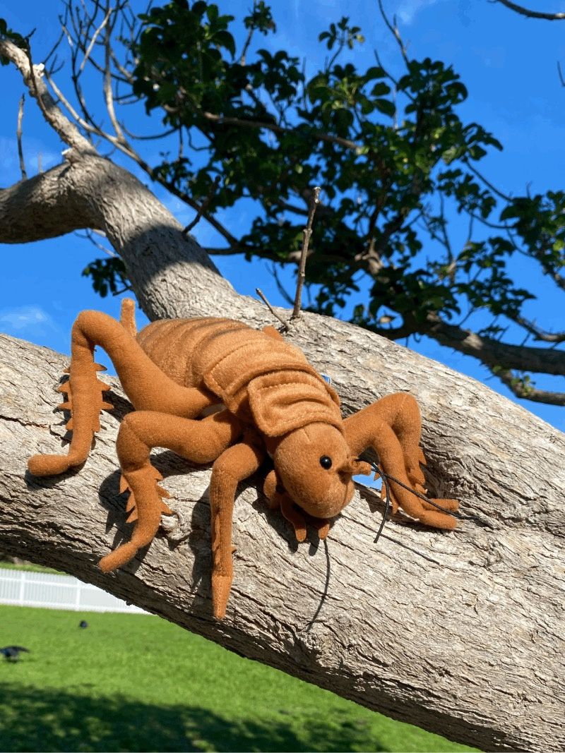 Plush Toy- Wētāpunga