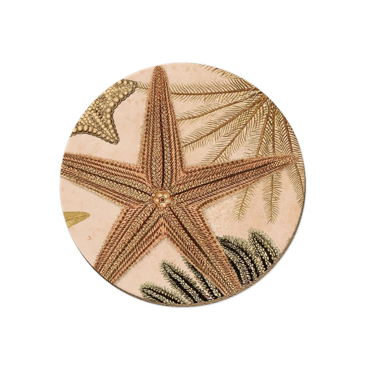 Single Coaster- Patangaroa Single Coaster- Patangaroa