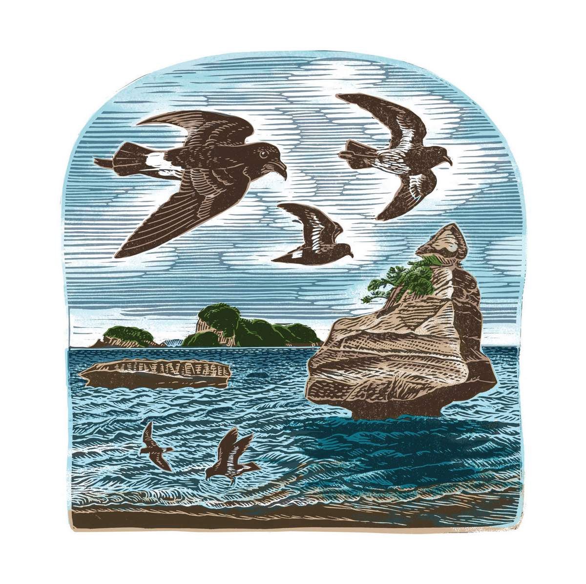Card- NZ Storm Petrels