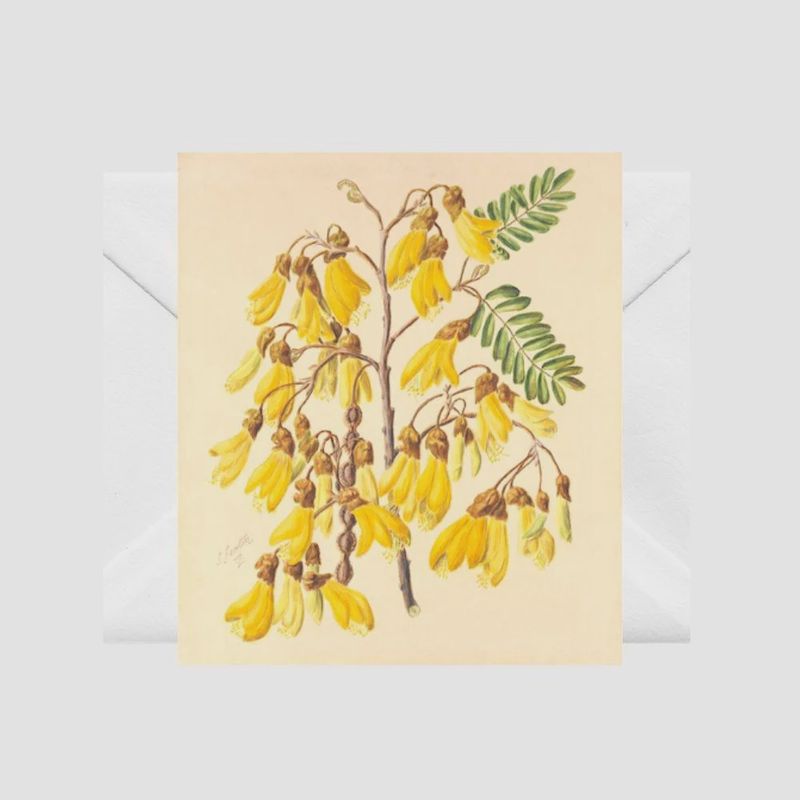 Card- S.Featon, Yellow Kōwhai