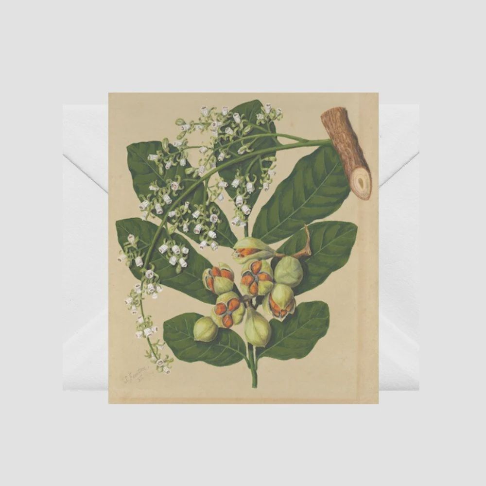 Card- S.Featon, Kohekohe