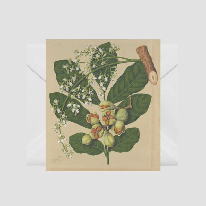 Card- S.Featon, Kohekohe