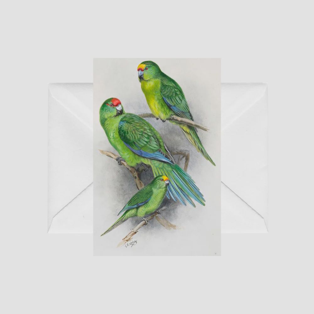 Card- G.Lodge, Kākāriki